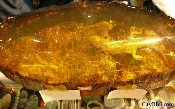 美国发现世界最老蜥蜴 藏身琥珀约9900万年