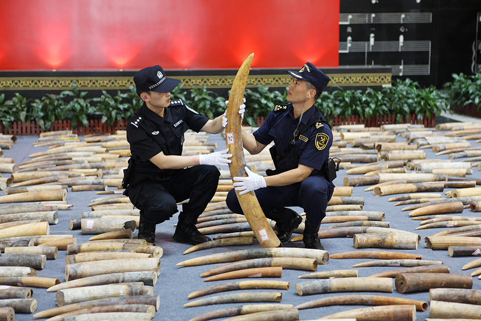新中国最大象牙走私案