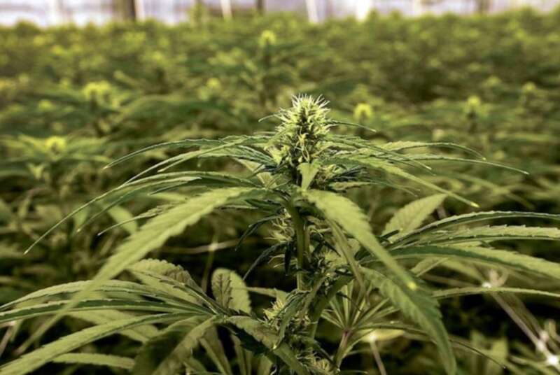 大麻种植