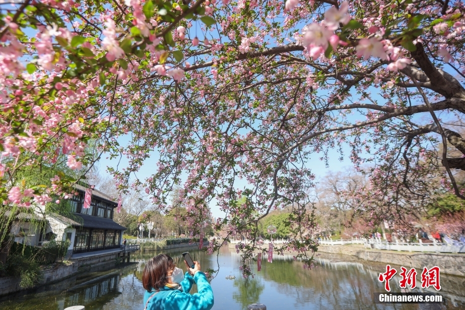 古都南京繁花次第盛放 花红柳绿 展画意江南!