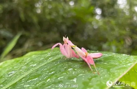 罕见的兰花螳螂